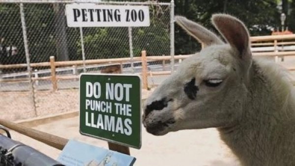 2782fd0527f1999d11ecf6e7c369ded1-please-dont-punch-the-llamas