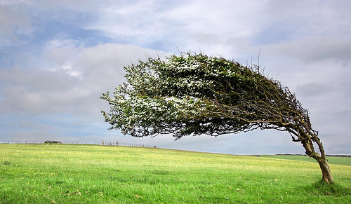 blowing-tree